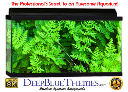 Buy Aquarium Background Nature Fern Aquarium Background
