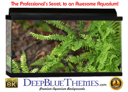 Buy Aquarium Background Nature Maidenhair Aquarium Background