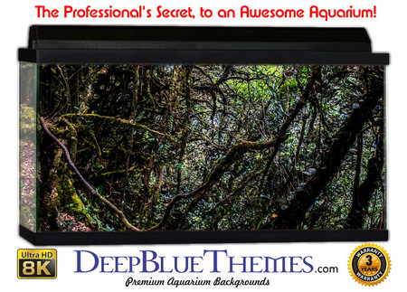Buy Aquarium Background Nature Mossy Aquarium Background