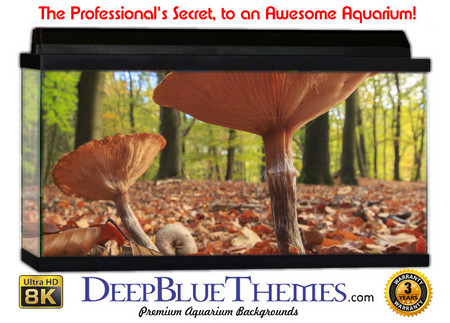 Buy Aquarium Background Nature Shrooms Aquarium Background