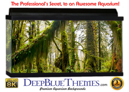 Buy Aquarium Background Rainforest Arch Aquarium Background