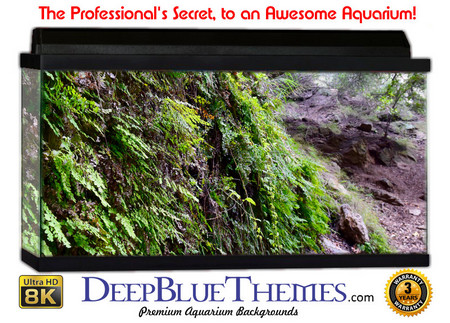 Buy Aquarium Background Rainforest Corner Aquarium Background