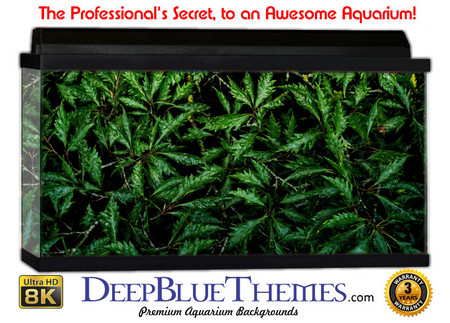 Buy Aquarium Background Rainforest Leaf Aquarium Background