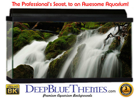 Buy Aquarium Background Rainforest Mystyc Aquarium Background