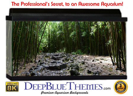 Buy Aquarium Background Rainforest Pathway Aquarium Background