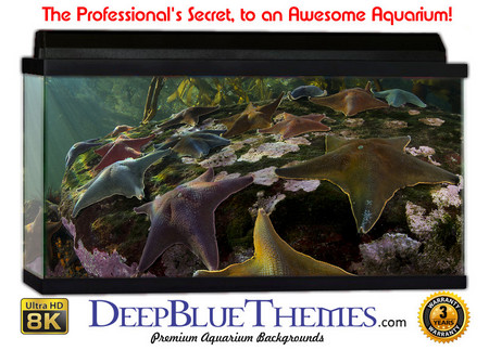 Buy Aquarium Background Rainforest Stars Aquarium Background