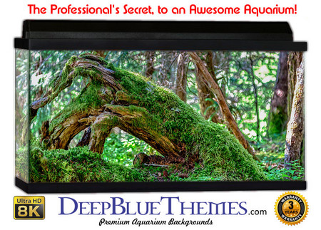 Buy Aquarium Background Rainforest Stump Aquarium Background