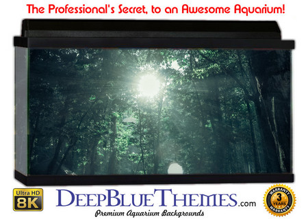 Buy Aquarium Background Rainforest Sun Aquarium Background
