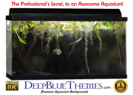 Buy Aquarium Background Rainforest Under Aquarium Background