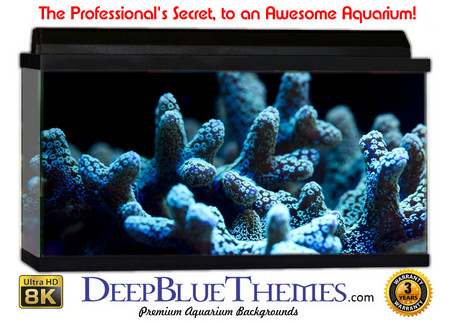 Buy Aquarium Background Reef Coral Aquarium Background