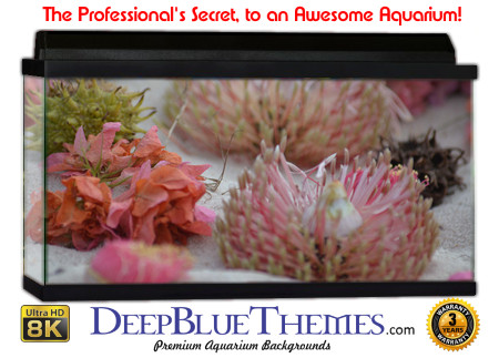 Buy Aquarium Background Sand Colors Aquarium Background