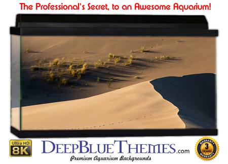 Buy Aquarium Background Sand Oasis Aquarium Background