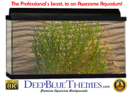 Buy Aquarium Background Sand Plant Aquarium Background