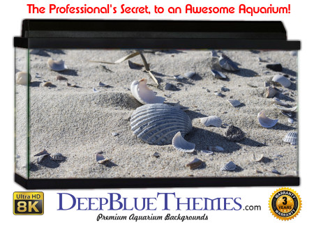 Buy Aquarium Background Sand Shells Aquarium Background