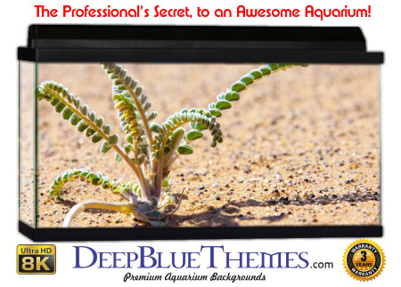 Buy Aquarium Background Sand Sprout Aquarium Background