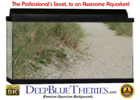 Buy Aquarium Background Sand Walkway Aquarium Background