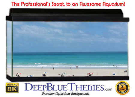 Buy Aquarium Background Scene Beach Aquarium Background