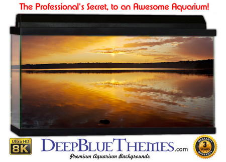 Buy Aquarium Background Scene Beautiful Aquarium Background
