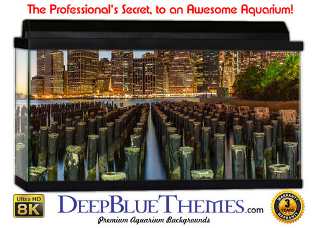 Buy Aquarium Background Scene Brooklyn Aquarium Background