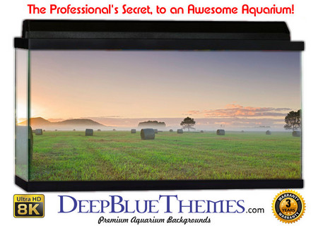 Buy Aquarium Background Scene Early Aquarium Background