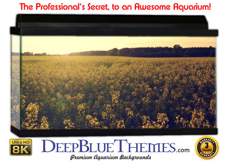 Buy Aquarium Background Scene Field Aquarium Background