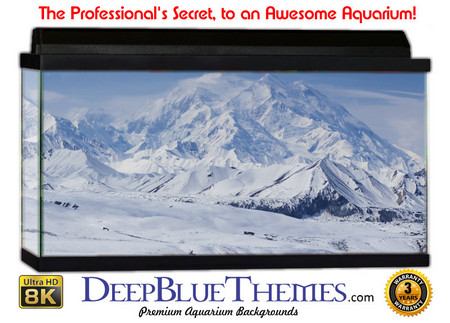 Buy Aquarium Background Scene Mckinley Aquarium Background