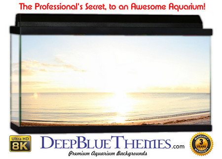 Buy Aquarium Background Scene Morning Aquarium Background