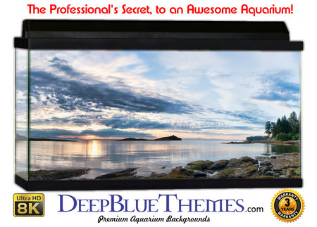 Buy Aquarium Background Scene Paint Aquarium Background