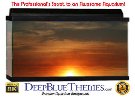 Buy Aquarium Background Scene Sun Aquarium Background