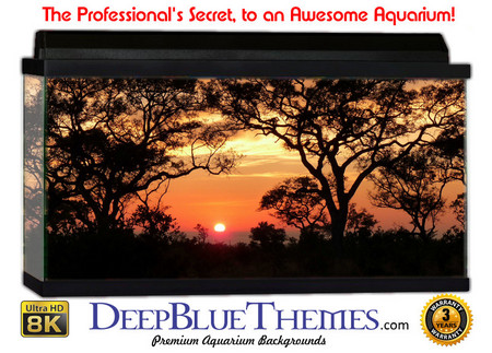 Buy Aquarium Background Scene Sunrise Aquarium Background