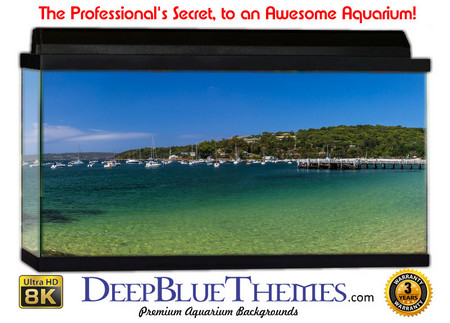 Buy Aquarium Background Scene Sydney Aquarium Background