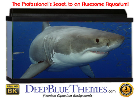 Buy Aquarium Background Shark Happy Aquarium Background