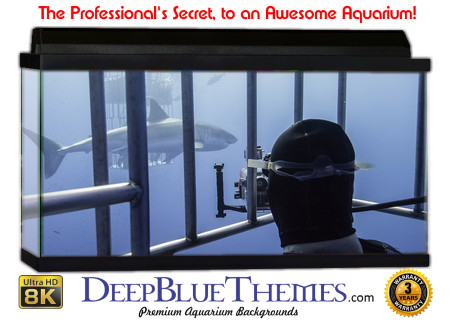Buy Aquarium Background Shark Inside Aquarium Background