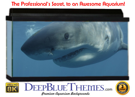 Buy Aquarium Background Shark Peek Aquarium Background