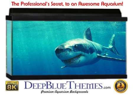 Buy Aquarium Background Shark Smile Aquarium Background