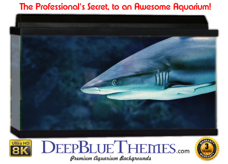 Buy Aquarium Background Shark Splash Aquarium Background