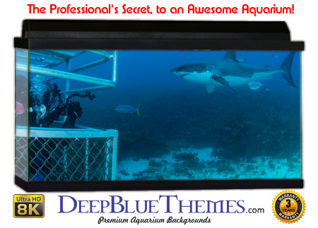 Buy Aquarium Background Shark Stalk Aquarium Background
