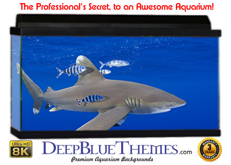 Buy Aquarium Background Shark Whitetip Aquarium Background