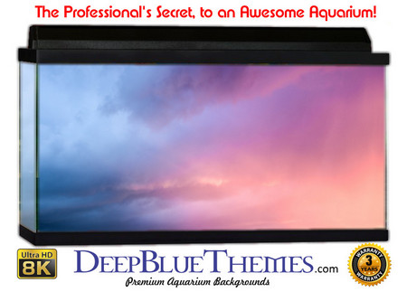 Buy Aquarium Background Sky Crimson Aquarium Background