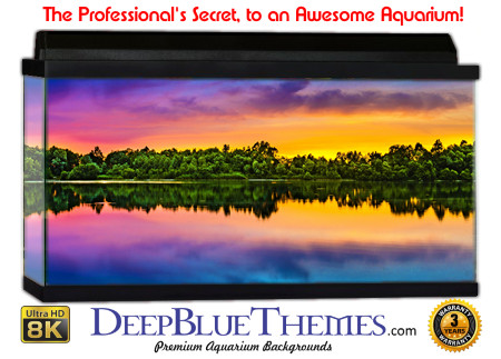 Buy Aquarium Background Sunset Colors Aquarium Background