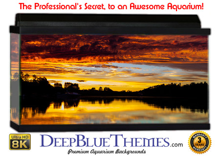 Buy Aquarium Background Sunset Dusk Aquarium Background