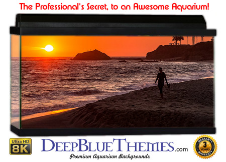 Buy Aquarium Background Sunset Laguna Aquarium Background