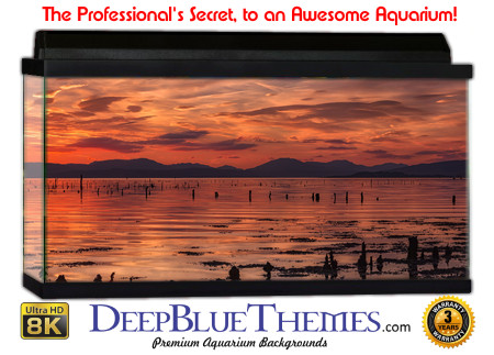 Buy Aquarium Background Sunset Posts Aquarium Background