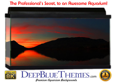 Buy Aquarium Background Sunset Still Aquarium Background