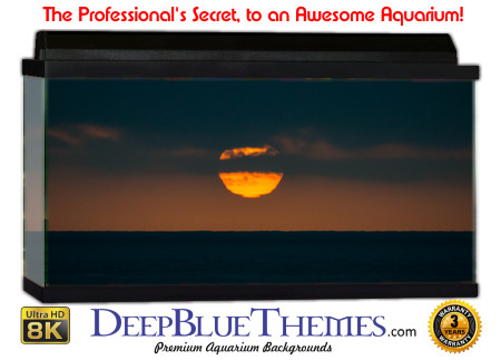 Buy Aquarium Background Sunset Sun Aquarium Background