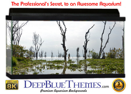 Buy Aquarium Background Swamp Open Aquarium Background