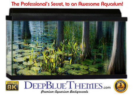 Buy Aquarium Background Swamp Reflect Aquarium Background