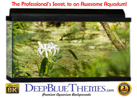 Buy Aquarium Background Swamp South Aquarium Background
