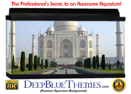 Buy Aquarium Background Travel Taj Aquarium Background