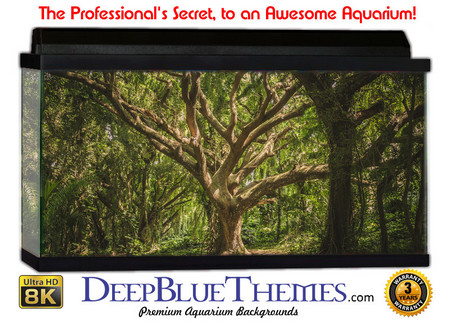 Buy Aquarium Background Trees Alone Aquarium Background